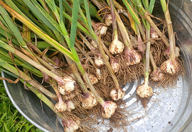 Lasuna (Garlic)