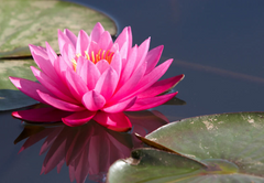 Lotus Extract