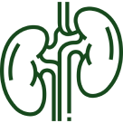 Maintains Kidney Health
