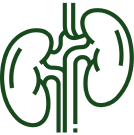 Kidney Health Support