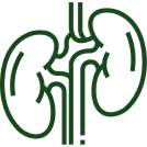 Improves Kidney Function