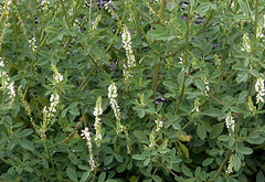 Melilotus Alba