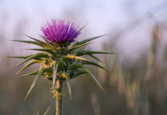 Milk Thistle