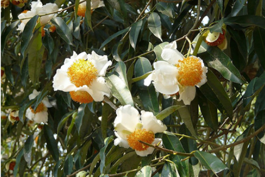 Nag Kesar
