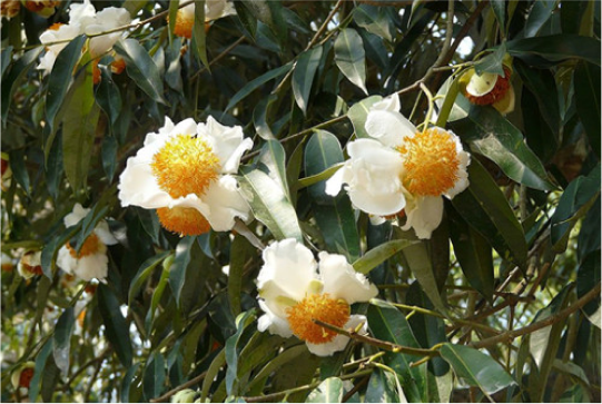 Nagkeshar