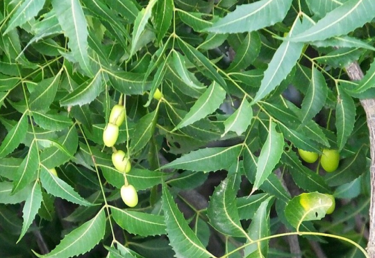 Neem
