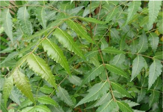 Neem