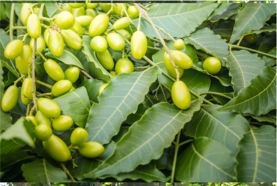 Neem