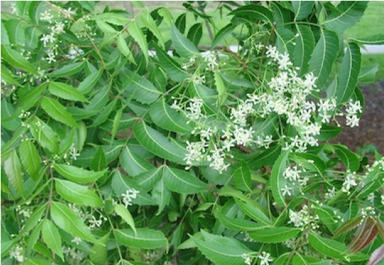 Neem Panchang