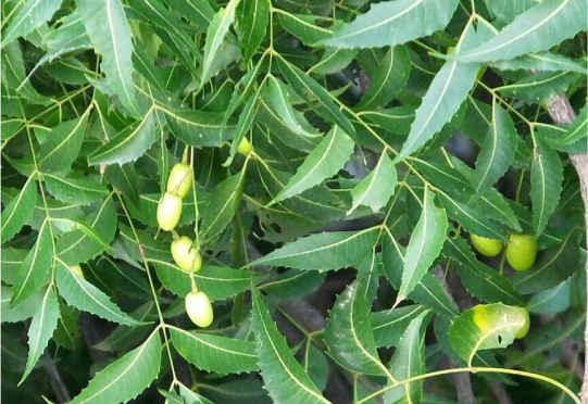 Neem