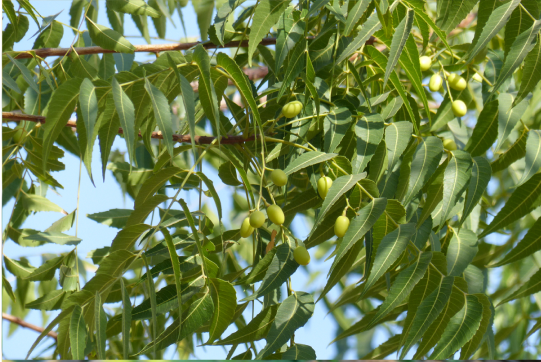 Neem