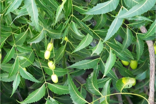 Neem