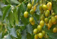 Neem (Azadirachta indica)