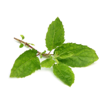 Nimbu Tulsi