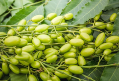 Nimoli (Neem Seed)