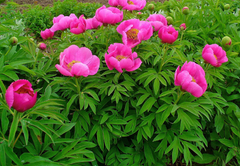 Paeonia Officinalis
