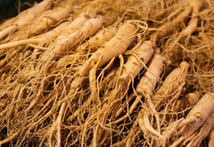 Panax Ginseng