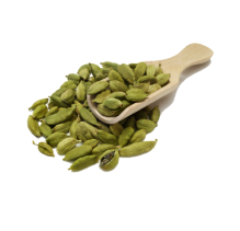 Panax Ginseng