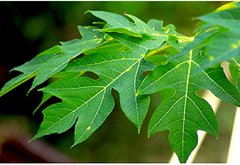 Papaya_Leaf