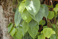 Peepal
