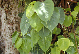Pipol (Ficus religiosa)