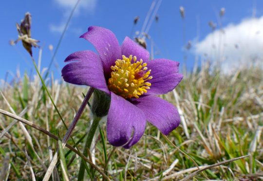 Pulsatilla Nigricans