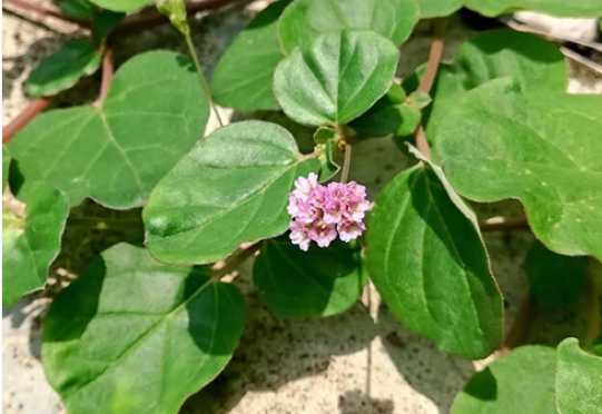 Punarnava