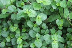 Punarnava