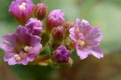 Punarnava
