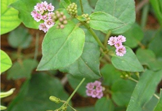 Punarnava