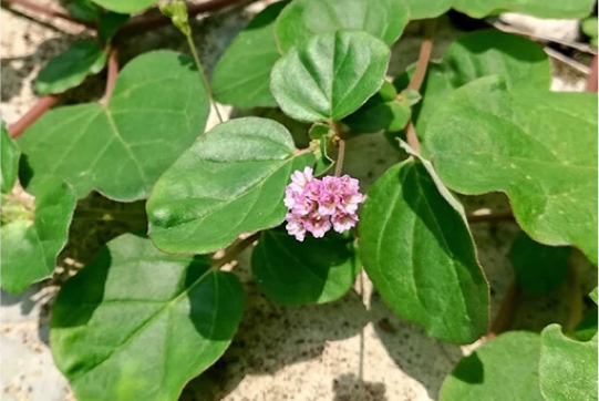 Punarnava