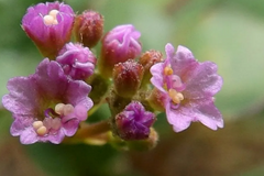 Punarnava (Boerhaavia diffusa