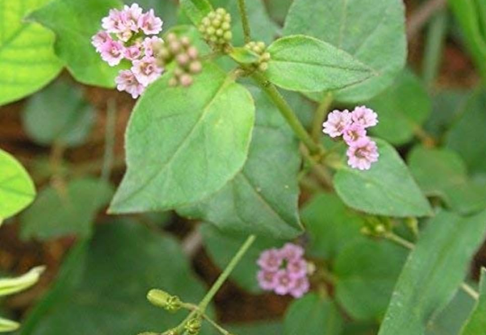 Punarnava