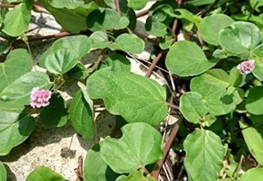 Punarnava