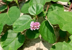 Punarnava (Boerhavia diffusa)