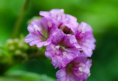 Punarnava