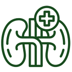 Supports Kidney Health