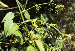 Rubia cordifolia