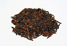 Sabadilla
