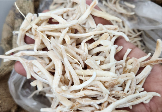 Safed Musli