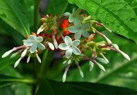 Sarpagandha