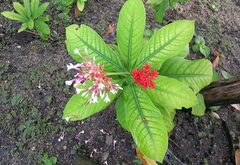Sarpagandha