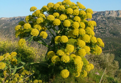 Shudha Hingu (Ferula foetida)