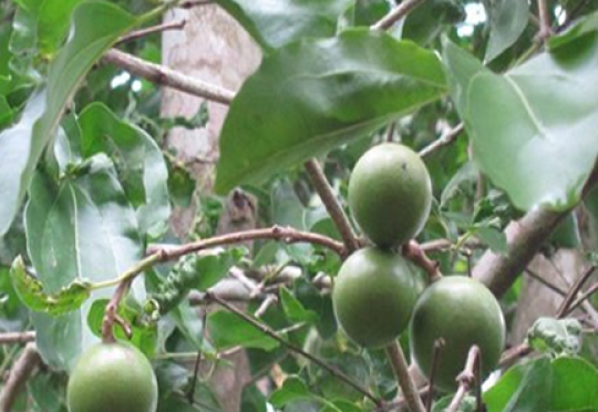 Shudha Kuchala