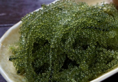 Spirulina