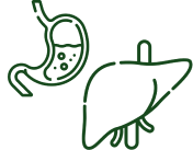 Strengthens Liver & Digestion