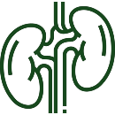 Supports Kidney Wellness