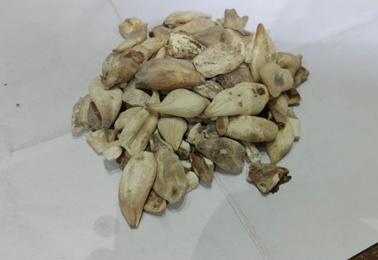 Suranjan Mitha