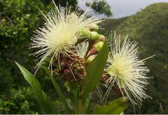 Syzygium Jamb