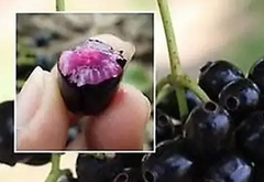 Syzygium jambolanum